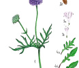 Knautia arvensis (© Mathilde Dano)